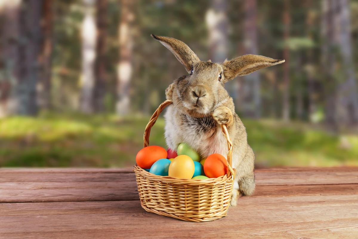 An Easter bunny propped behind a wicker basket full of coloured eggs
